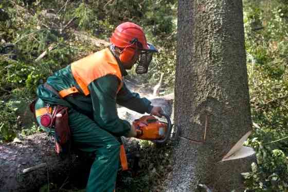Tree Removal Service Harrisburg, PA