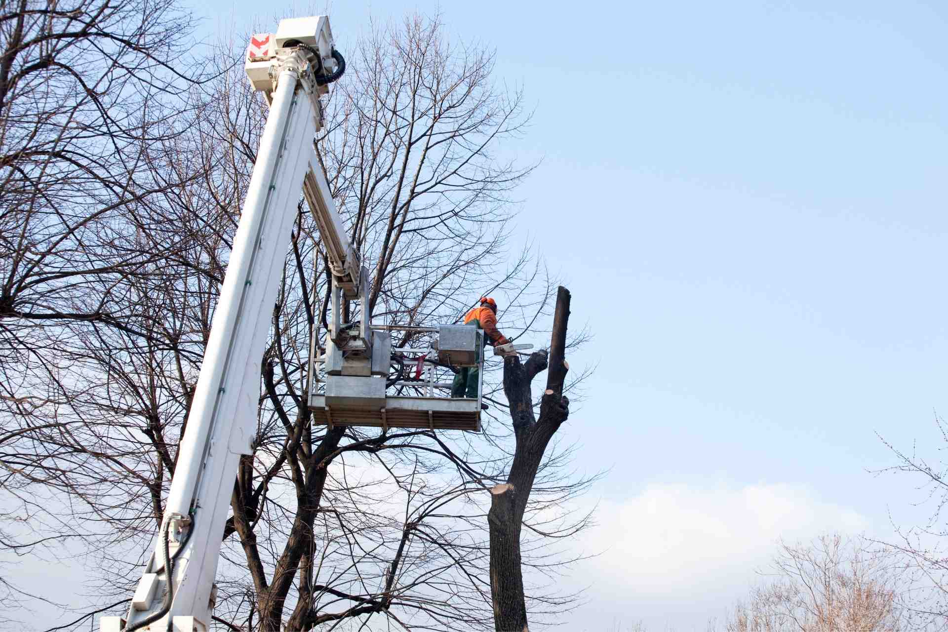 Reasons you need to Call a Tree Care Specialist in Harrisburg, PA